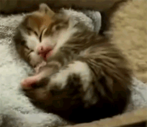 bonne nuit chaton